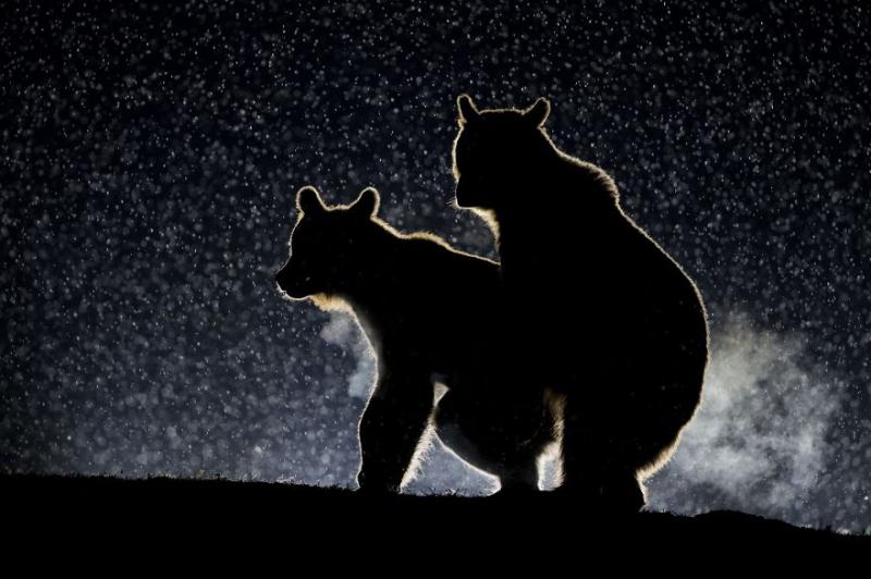 搞笑野生動物獎「得獎作品的照片太蠢萌了」！看了絕對會被融化～
