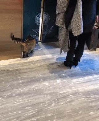 浪喵被公司收養當「療愈喵師傅」，每天餓了「自己搭電梯」上樓吃飯...網贊：最爽工作～
