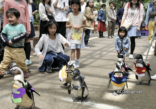 EVA 與企鵝的結合，日本鳥取縣主題公園舉辦企鵝穿 EVA 主題服裝散步活動