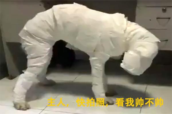 狗主子瘋了，為阻止哈士奇拆家使出大招