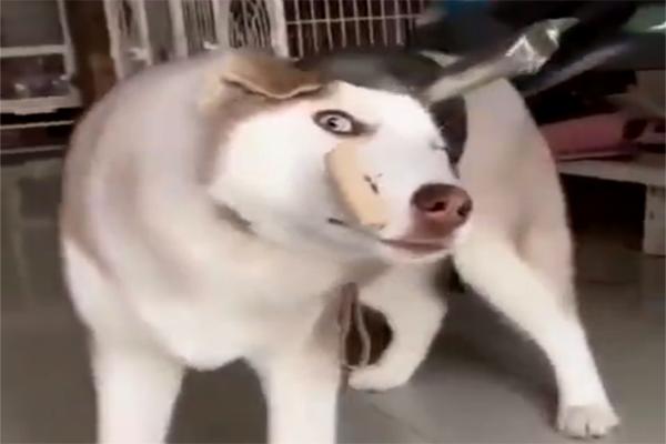 狗主子瘋了，為阻止哈士奇拆家使出大招
