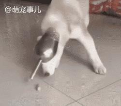 狗主子瘋了，為阻止哈士奇拆家使出大招