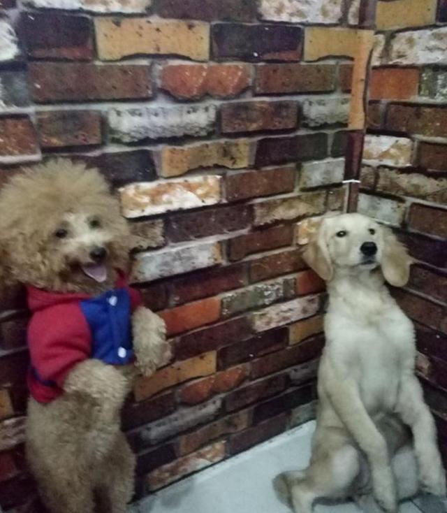 狗狗犯錯被主人罰站，金毛一臉生無可戀，泰迪卻站著跟主人賣萌