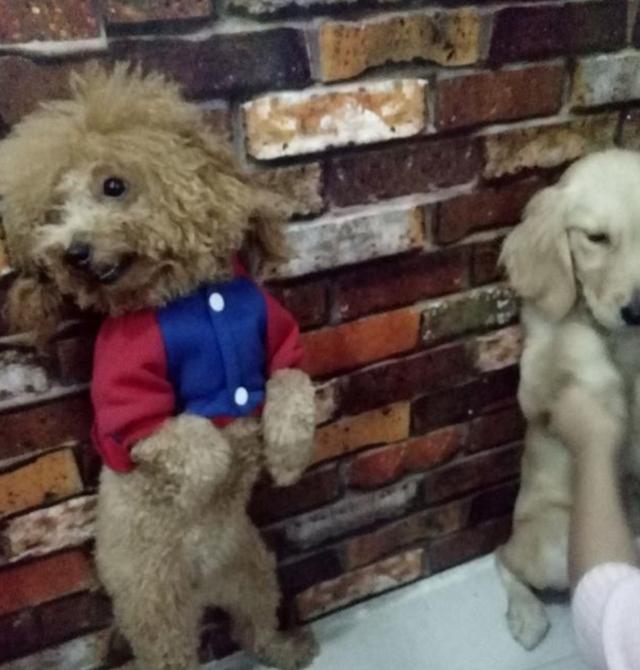 狗狗犯錯被主人罰站，金毛一臉生無可戀，泰迪卻站著跟主人賣萌