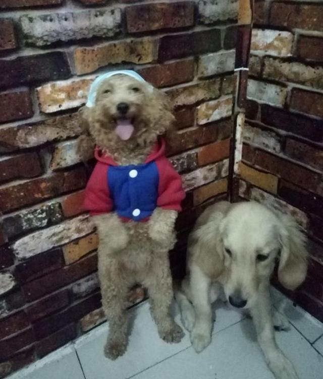 狗狗犯錯被主人罰站，金毛一臉生無可戀，泰迪卻站著跟主人賣萌