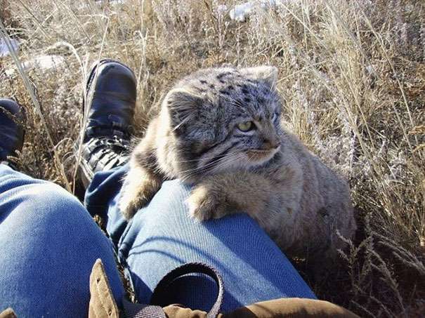 好心撿浪貓撿到稀有的「神獸」　養大一看馬上鑑定確認：是兔猻 