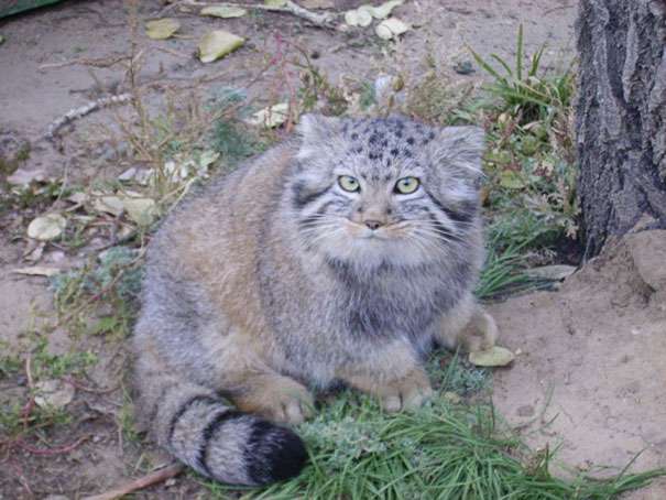 好心撿浪貓撿到稀有的「神獸」　養大一看馬上鑑定確認：是兔猻 