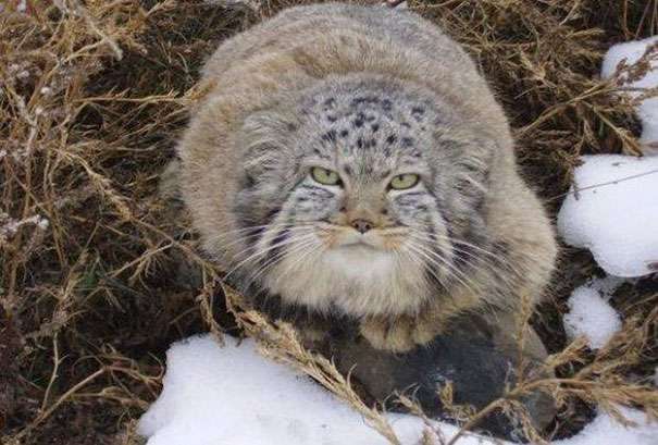 好心撿浪貓撿到稀有的「神獸」　養大一看馬上鑑定確認：是兔猻 