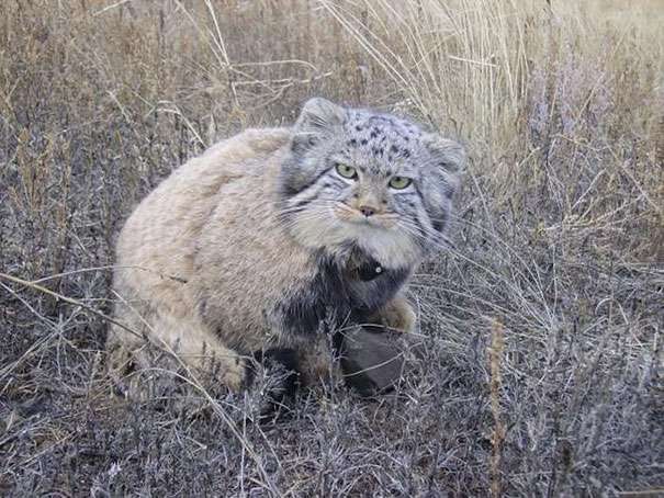 好心撿浪貓撿到稀有的「神獸」　養大一看馬上鑑定確認：是兔猻 