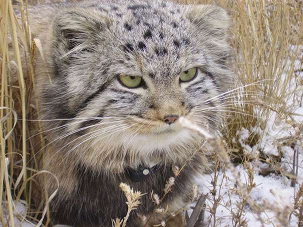 好心撿浪貓撿到稀有的「神獸」　養大一看馬上鑑定確認：是兔猻 