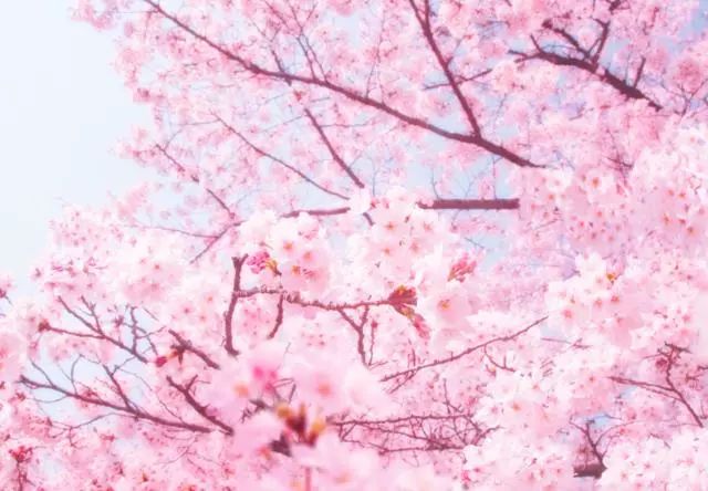 哪一棵花樹最美，測什麼對你最重要  