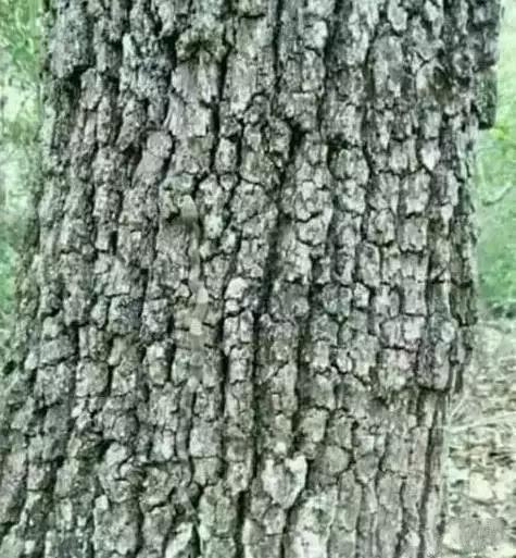  老年痴呆測試：誰能在60秒內找出這隻貓，證明你還沒老！