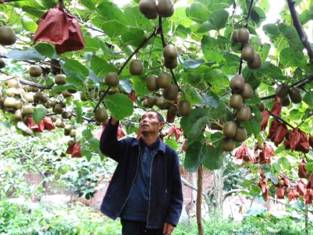 神器——「赤黴素」！促萌發、促生長、促開花、促坐果