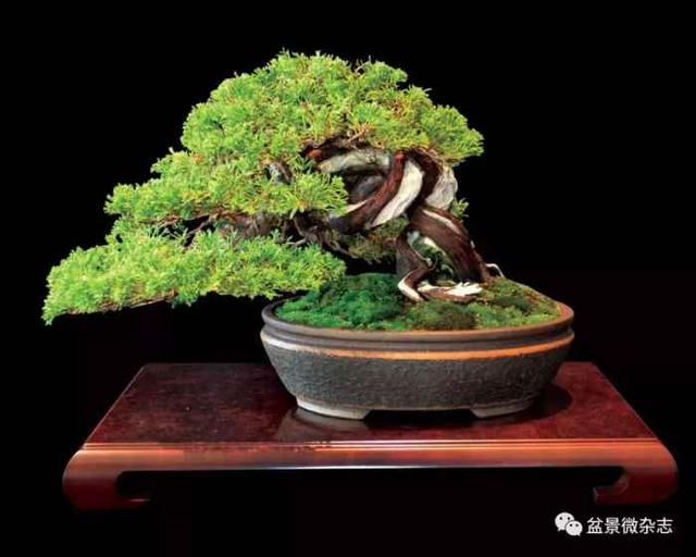 想給你的盆景作品來張美照嗎 盆景攝影技術初探
