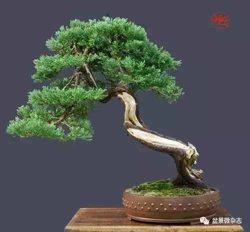 想給你的盆景作品來張美照嗎 盆景攝影技術初探