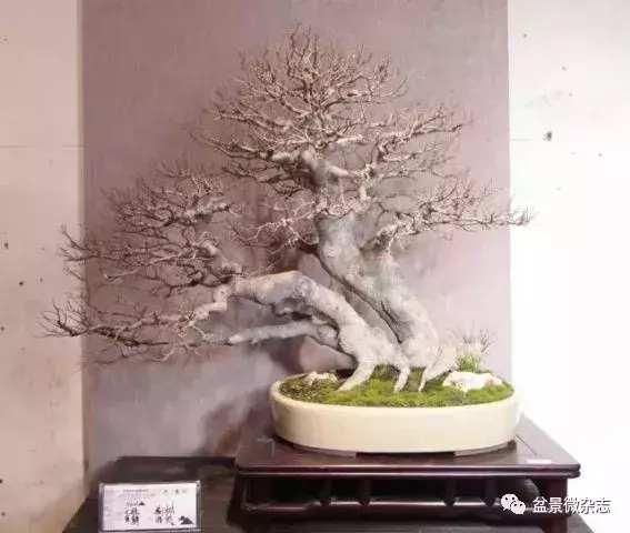 想給你的盆景作品來張美照嗎 盆景攝影技術初探
