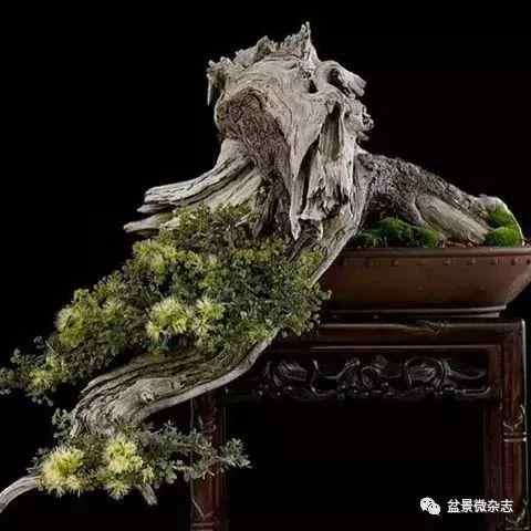 想給你的盆景作品來張美照嗎 盆景攝影技術初探