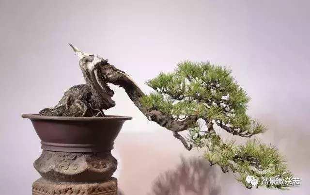 想給你的盆景作品來張美照嗎 盆景攝影技術初探