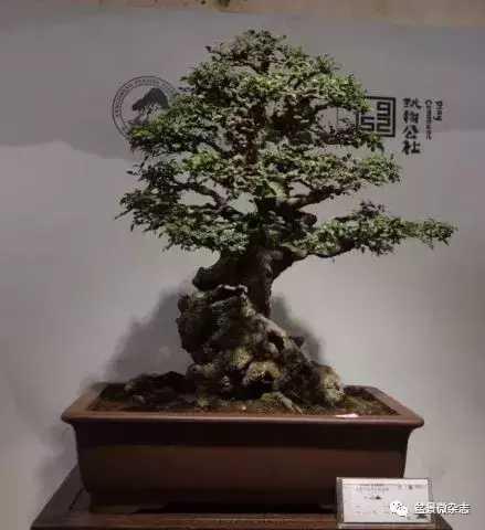 想給你的盆景作品來張美照嗎 盆景攝影技術初探