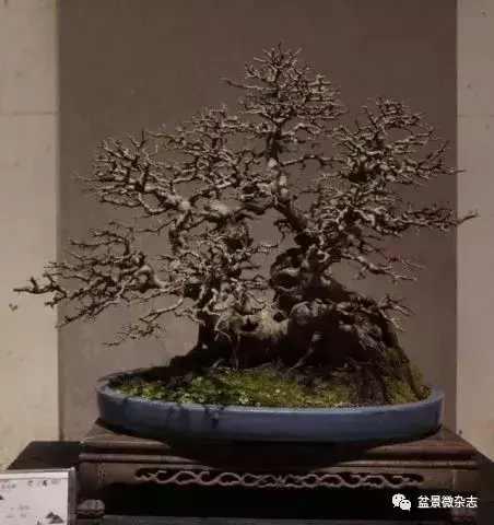 想給你的盆景作品來張美照嗎 盆景攝影技術初探
