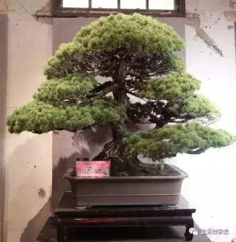 想給你的盆景作品來張美照嗎 盆景攝影技術初探