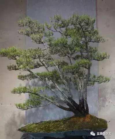 想給你的盆景作品來張美照嗎 盆景攝影技術初探