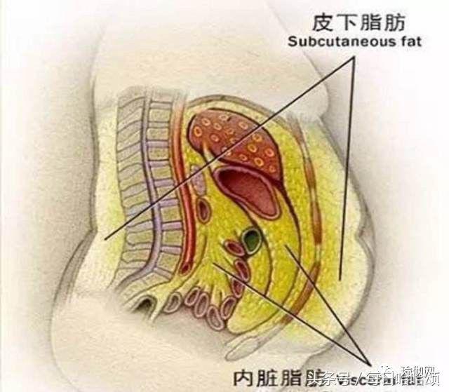 每天練一次，肚子瘦一圈，穿衣服好看100倍！消滅大肚子，再也不是「大肚婆」了！ 