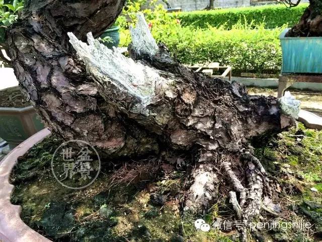 為什麼富豪喜歡「大老粗」？ 