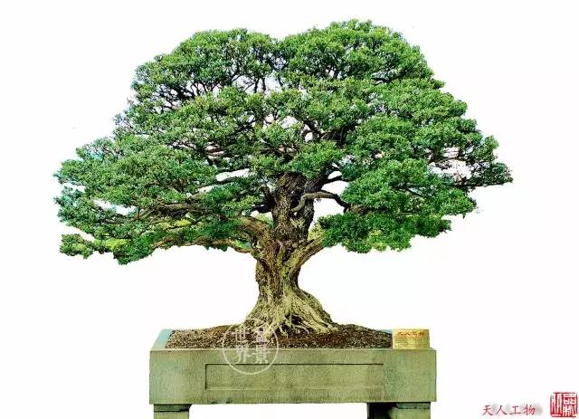 為什麼富豪喜歡「大老粗」？ 
