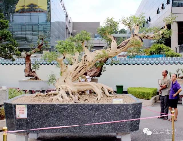 為什麼富豪喜歡「大老粗」？ 