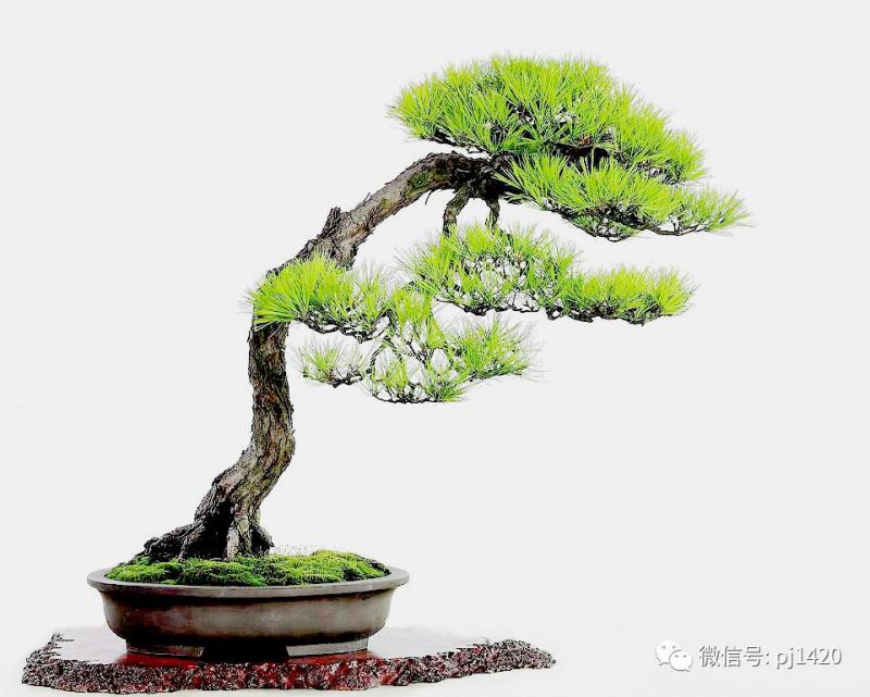 此樹姿嫵媚動人，得以「女人松」之美名 