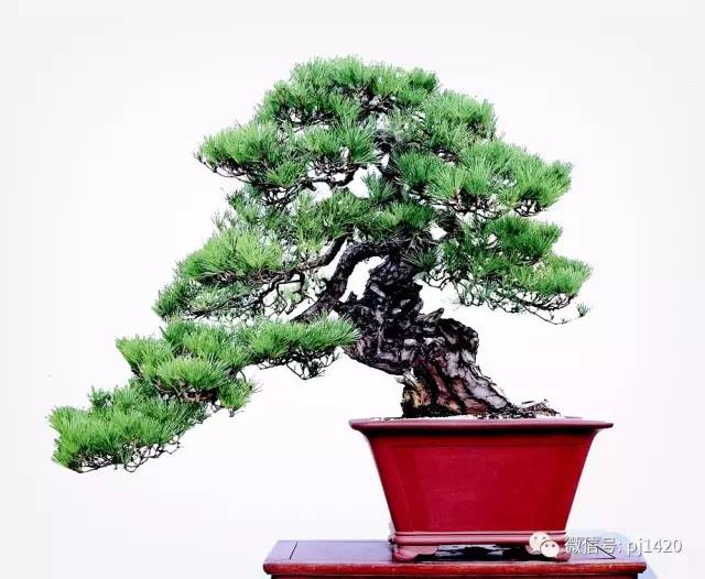 此樹姿嫵媚動人，得以「女人松」之美名 
