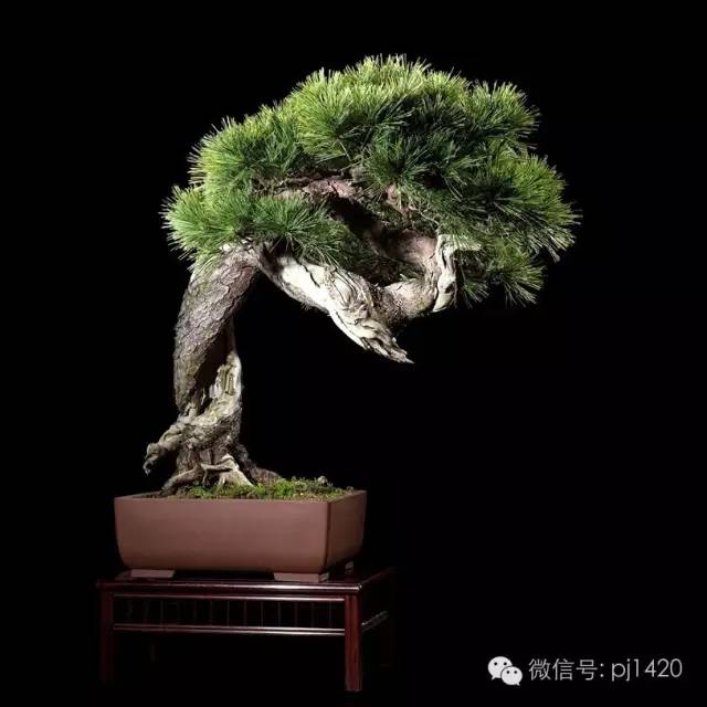 此樹姿嫵媚動人，得以「女人松」之美名 