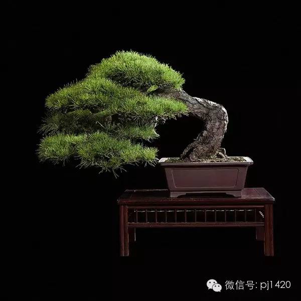 此樹姿嫵媚動人，得以「女人松」之美名 