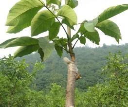 果樹嫁接有什麼好處？嫁接能迅速擴大樹勢，儘快地開花結果