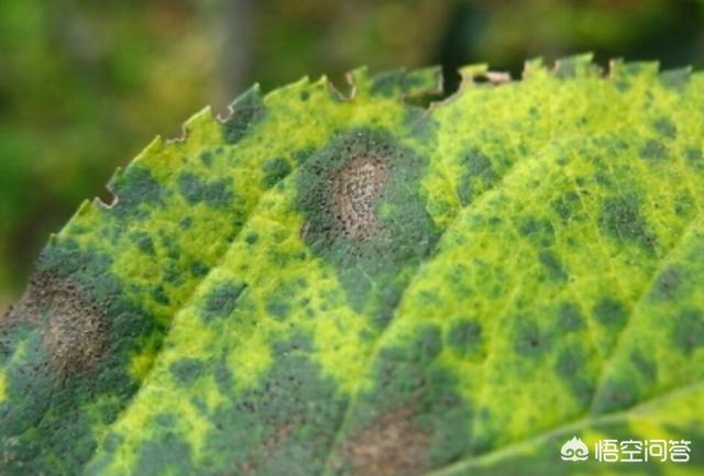 果樹嫁接有什麼好處？嫁接能迅速擴大樹勢，儘快地開花結果