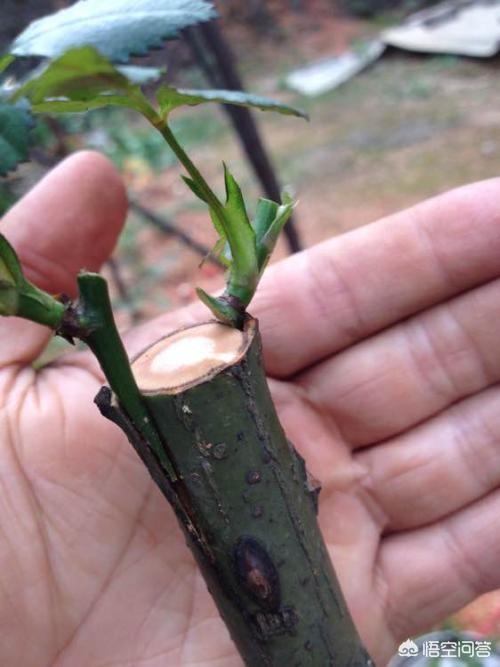 果樹嫁接有什麼好處？嫁接能迅速擴大樹勢，儘快地開花結果