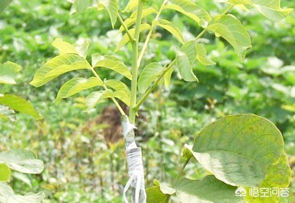 果樹嫁接有什麼好處？嫁接能迅速擴大樹勢，儘快地開花結果