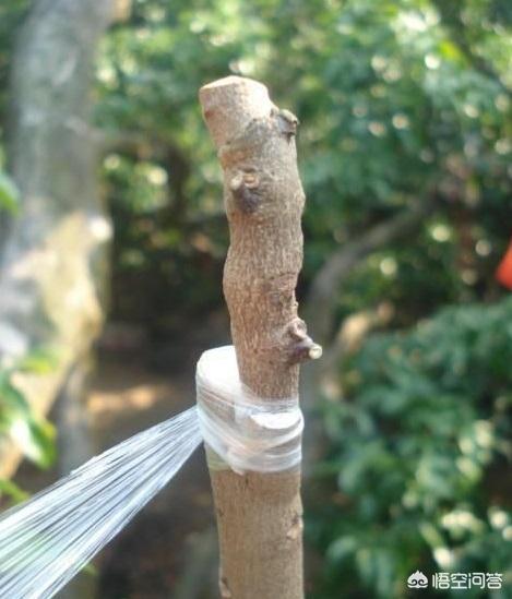 果樹嫁接有什麼好處？嫁接能迅速擴大樹勢，儘快地開花結果