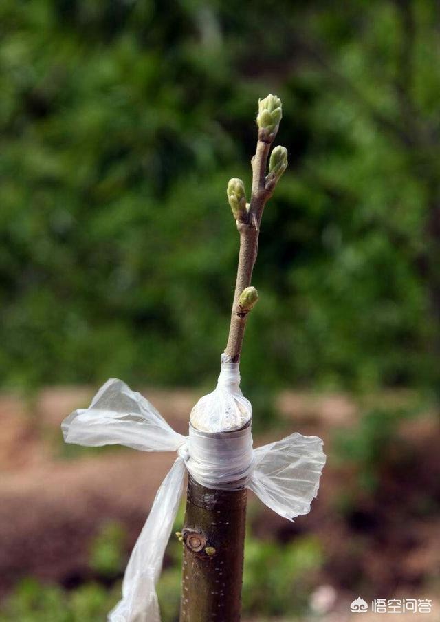 果樹嫁接有什麼好處？嫁接能迅速擴大樹勢，儘快地開花結果