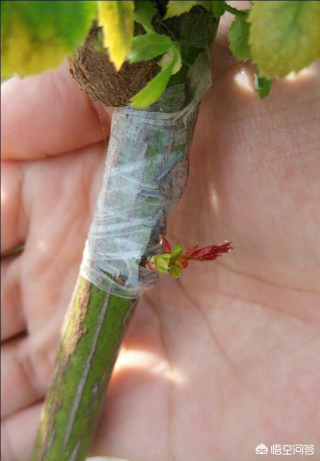 果樹嫁接有什麼好處？嫁接能迅速擴大樹勢，儘快地開花結果