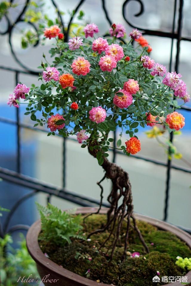 果樹嫁接有什麼好處？嫁接能迅速擴大樹勢，儘快地開花結果