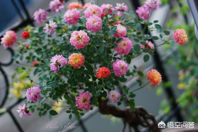 果樹嫁接有什麼好處？嫁接能迅速擴大樹勢，儘快地開花結果