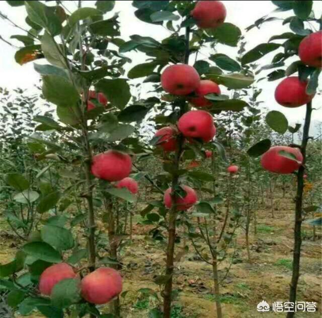果樹嫁接有什麼好處？嫁接能迅速擴大樹勢，儘快地開花結果