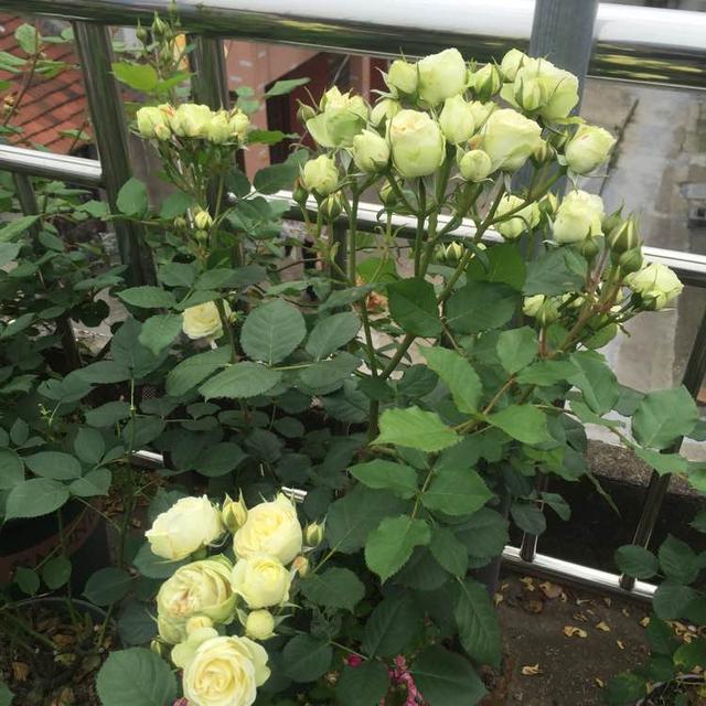 別養綠蘿多肉了，此花更值得擁有，花色漂亮，四季開花，還很好養