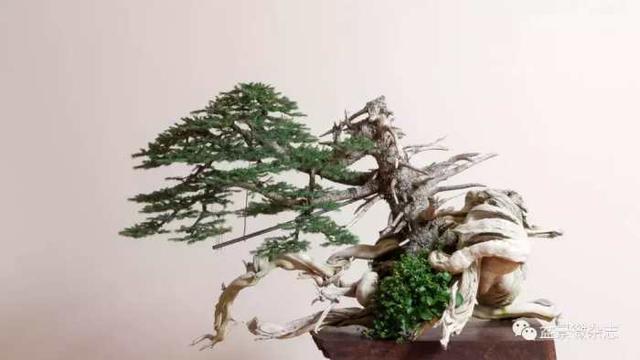 盆景造型進階技術：雕鑿法讓盆景疤節裂洞斑，蒼古野趣隨