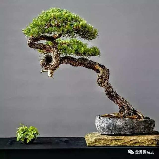 盆景造型進階技術：雕鑿法讓盆景疤節裂洞斑，蒼古野趣隨