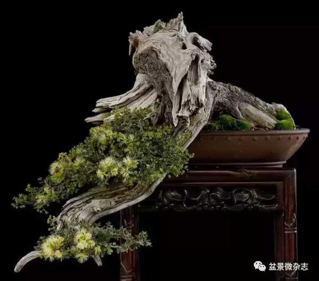 盆景造型進階技術：雕鑿法讓盆景疤節裂洞斑，蒼古野趣隨