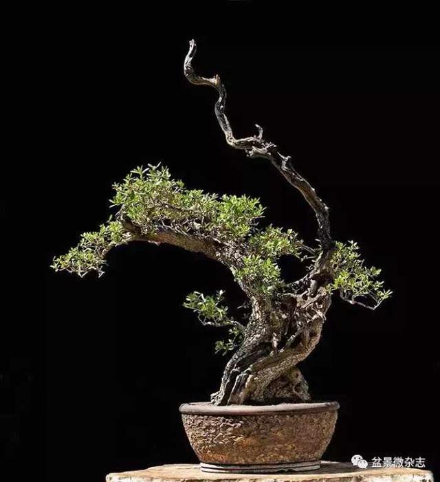 盆景造型進階技術：雕鑿法讓盆景疤節裂洞斑，蒼古野趣隨