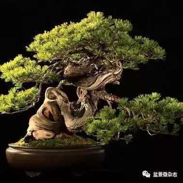 盆景造型進階技術：雕鑿法讓盆景疤節裂洞斑，蒼古野趣隨